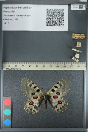 Media type: image;   Entomology 174840